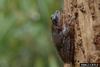 Pine Woods Treefrog (Hyla femoralis)