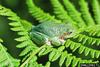 Common Gray Treefrog (Hyla versicolor)
