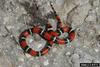 Scarlet King Snake (Lampropeltis triangulum elapsoides)