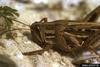 American Grasshopper (Schistocerca americana)