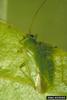 Honeylocust Plant Bug (Diaphnocoris chlorionis)