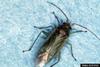 Honeylocust Plant Bug (Diaphnocoris chlorionis)