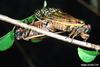 Periodical Cicada (Magicicada septendecim)