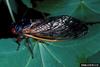 Periodical Cicada (Magicicada sp.)