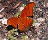Ruddy Daggerwing Butterfly (Marpesia petreus)