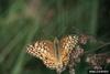 Variegated Fritillary Butterfly (Euptoieta claudia)