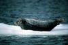 Harbor Seal (Phoca vitulina)
