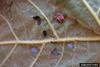 Sycamore Leaf Beetle (Neochlamisus platani)