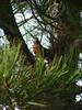 Robin in pine