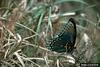 Red-spotted Purple Butterfly (Limenitis arthemis astyanax)