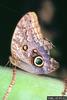 Owl Butterfly (Caligo memnon)
