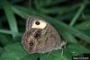 Common Wood Nymph Butterfly (Cercyonis pegala)