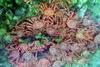 Red King Crab (Paralithodes camtschaticus)