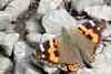 Cynthia cardui (Painted Lady Butterfly)