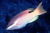 Tarry Hogfish (Bodianus bilunulatus)
