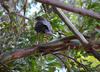 cool water 1 (Australian collared sparrowhawk)
