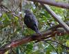 cool water 2 (Australian collared sparrowhawk)