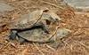 African Pancake Tortoise (Malacochersus tornieri)768