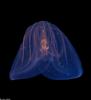 Comb Jellyfish (Beroe ovata)