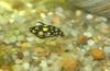 Marbled Diving Beetle (Thermonectus marmoratus)767