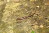 Longtail salamander (Eurycea longicauda)