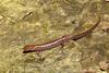 [Crop] Longtail salamander (Eurycea longicauda)