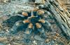 Mexican Orange-kneed Tarantula (Euathlus smithii)