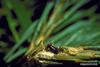 Common Pine Shoot Beetle (Tomicus piniperda)