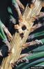 Common Pine Shoot Beetle (Tomicus piniperda)