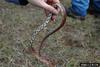 Corn snake (Elaphe guttata guttata)