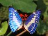 [Daily Photos] Morpho Brilliant