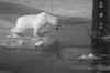 Polar bear's visiting to a submarine