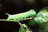 Elm Sphinx (Ceratomia amyntor) larva