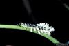 Catalpa Sphinx (Ceratomia catalpae) larva
