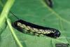 Catalpa Sphinx (Ceratomia catalpae) larva