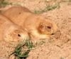 Cynomys ludovicianus (Black-tailed Prairie Dog)2044