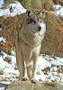 Mexican Wolf (Canis lupus baileyi)502