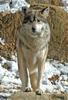Mexican Wolf (Canis lupus baileyi)503