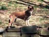 New Guinea Singing Dog (Canis lupus halstromi)1