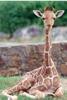 Reticulated Giraffe (Giraffa camelopardalis reticulata)008tn