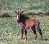 Sable Antelope 002