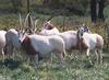 Scimitar Horned Oryx 001