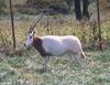 Scimitar Horned Oryx 004