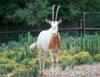 Scimitar-horned Oryx Oryx dammah 0002