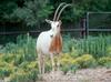 Scimitar-horned Oryx Oryx dammah 0003