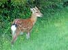 Sika Deer (Cervus nippon)1