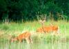 White-tailed Deer 2001-18-08