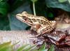 Pickerel Frog (Rana palustris)0001lr