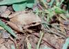 Pseudacris feriarum feriarum (Upland Chorus Frog)0082