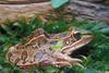 Southern Leopard Frog (Rana  utricularia)1310